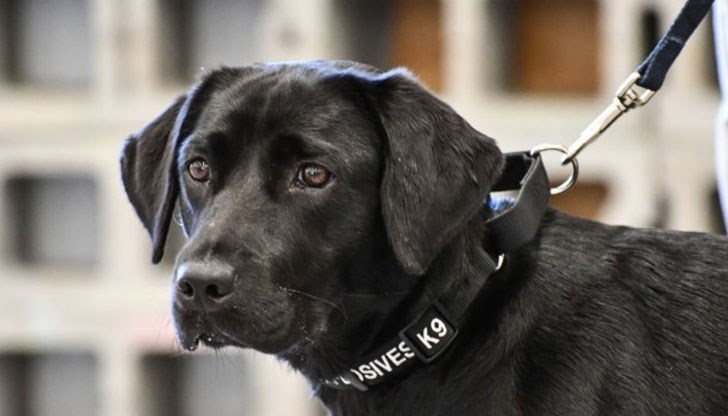 Животинчето загубило интерес към работата