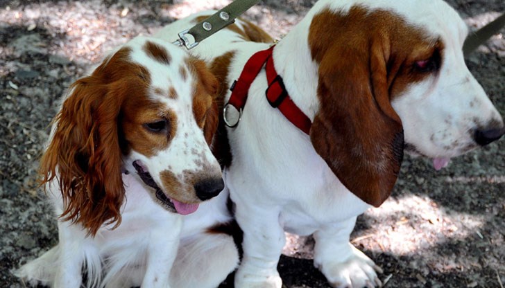 За участие ще се допускат и кучета без родословие