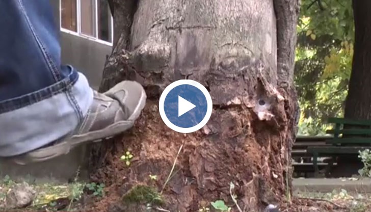 Прогнилото дърво може всеки момент да падне