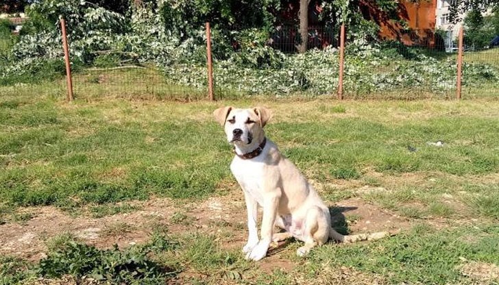 Кучето е изгубено в неделя в село Бъзън