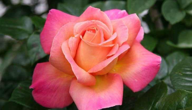 Ако човек спре да разпознава петте от най-характерните миризми в света, това е признак за невродегенеративни промени в мозъка Ако човек спре да разпознава петте от най-характерните миризми в света, това е признак за невродегенеративни промени в мозъка