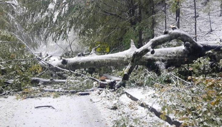 Много дървета изпопадаха върху пътното платно заради мокрия сняг валял през уикенда