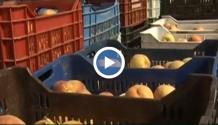 В Североизточна България няма нито едно преработвателно предприятие за плодове и зеленчуци
