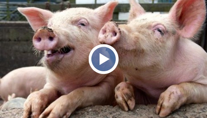 Ще се засили и граничния контрол на границата с Румъния