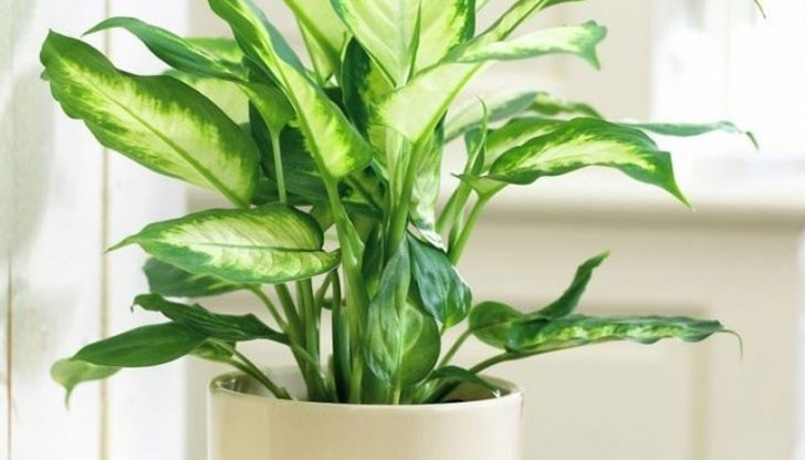 За тях преките слънчеви лъчи са нежелателни