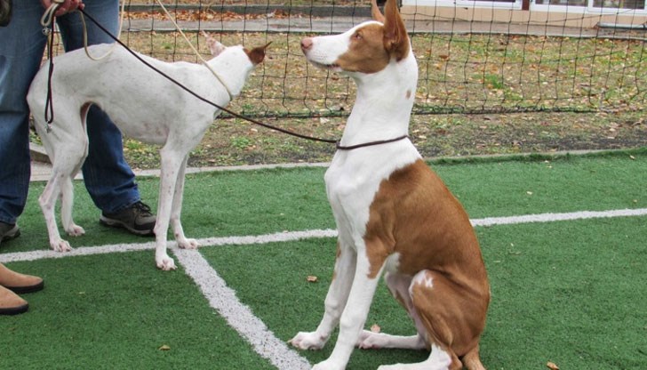 В изложбата имаше представители на десет породни групи В изложбата имаше представители на десет породни групи