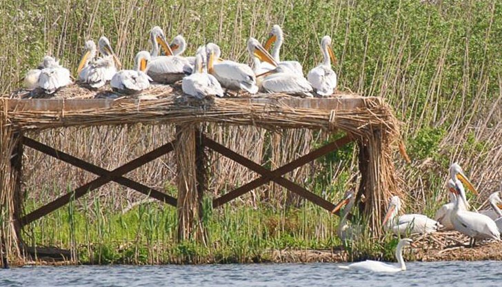 Решението взе комисия от представители на РИОСВ –  Русе и на фондация „Льо Балкан“