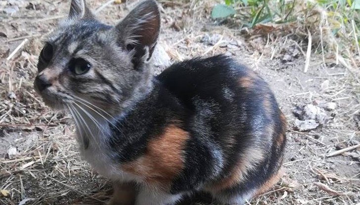 Аз съм малко, гальовно, трицветно коте