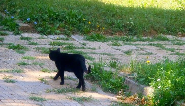 Всички знаем суеверието да ти мине черна котка път е на лош късмет, но това съвсем не е така