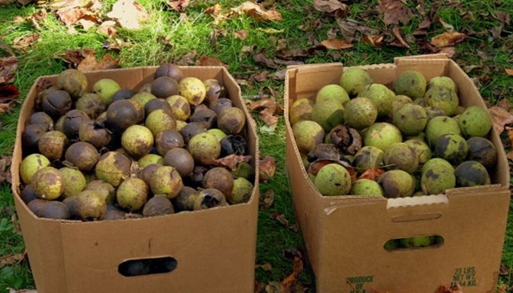 През септември и октомври се прибират орехите