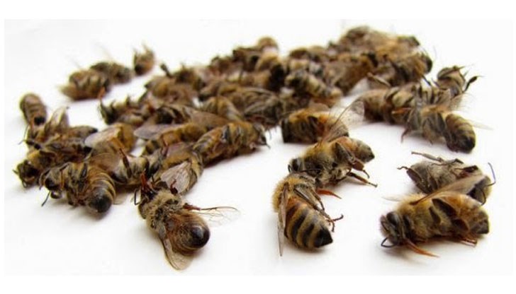 Вносът на пчелни продукти доведе до разпространението на болести