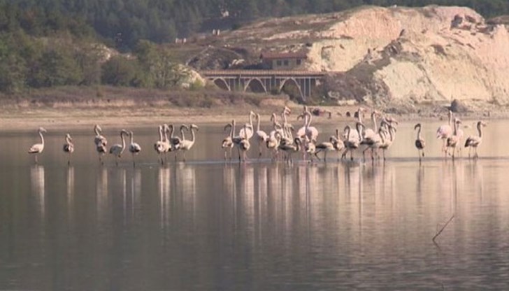 Петдесет от екзотичните птици избраха язовир Студен кладенец Петдесет от екзотичните птици избраха язовир Студен кладенец
