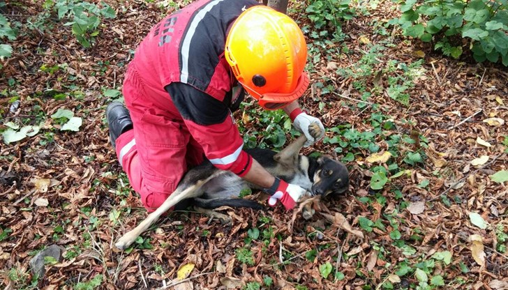 Животинчето паднало в дълбока яма в училищен двор