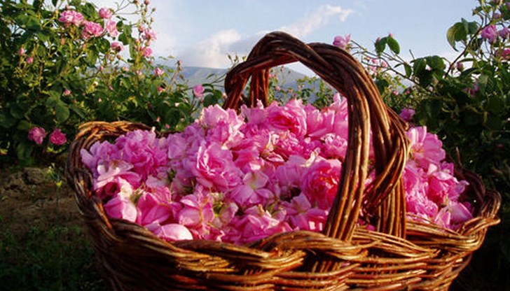 Как българската роза стана вече френска