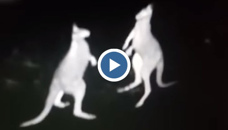 Видеото е направено с инфрачервена камера