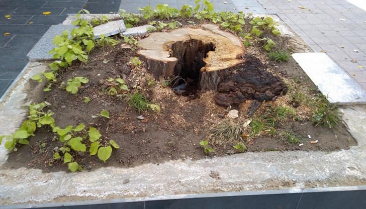 Поголовната сеч на дървета сериозно притеснява русенци