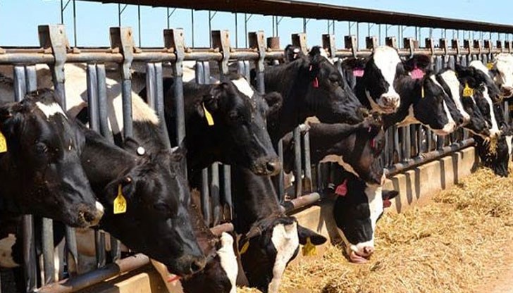 Индивидуалната помощ за земеделски стопани, отглеждащи 10 или повече млечни крави или биволици, е 7 лева за глава