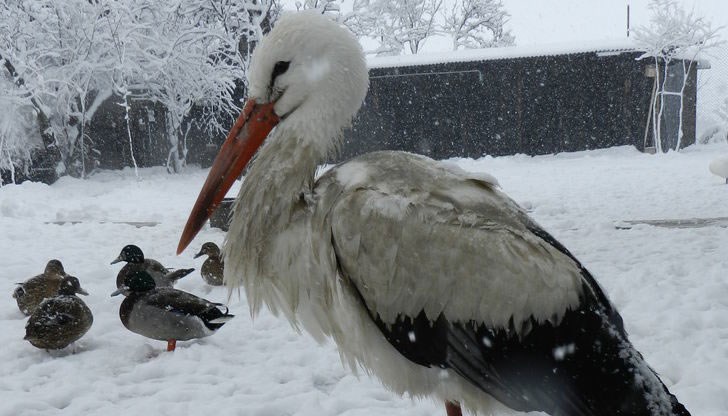 Не бива птицата да се храни от хората / Снимката е илюстративна