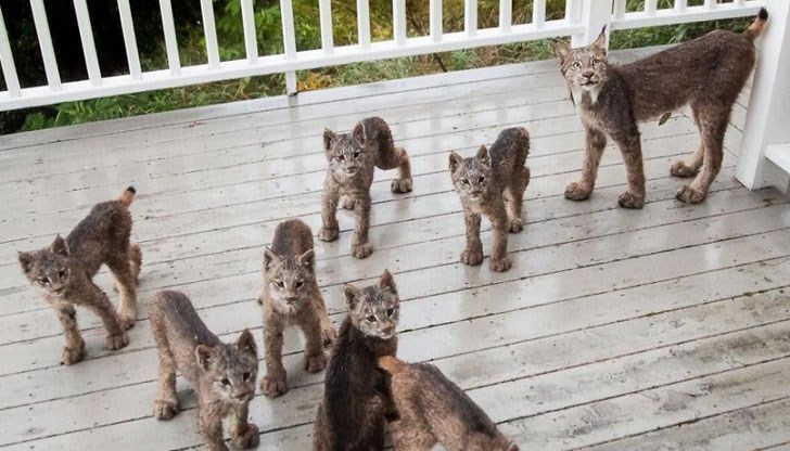 Палавото семейство просто си играело пред входната му врата