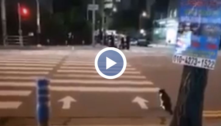 Животното застава на пешеходната пътека и търпеливо изчаква да светне зеления сигнал на сфетофара