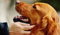Кучетата намаляват риска от преждевременна смърт на стопаните си