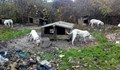 Разбиха нелегален развъдник за кучета край Варна