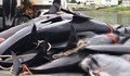 Екозащитници снимаха тайно лова на китове на Фарьорските острови
