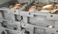 Конфискуваха над 1 тон риба предназначена за Русенския пазар