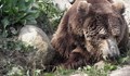 Застреляха мечка в казанлъшко село