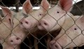 Агенция по храните: Твърдението, че фермерите тъпчат животните с антибиотици "за всеки случай" е невярно