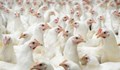 Оман забрани вноса на птичи продукти от България