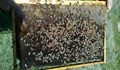 Няколко милиона пчели загинаха при катастрофа в САЩ