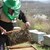 Отпускат над 2 милиона лева помощ за пчеларите