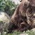 Застреляха мечка в казанлъшко село