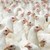Оман забрани вноса на птичи продукти от България