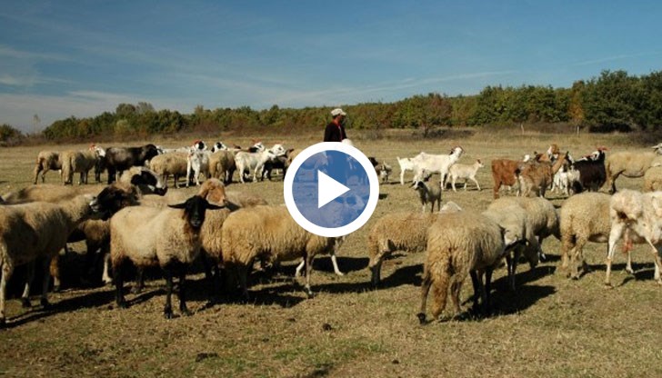 Овчарът примамва сънародниците ни за работа в Гърция