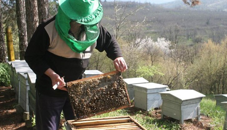 Финансовата подкрепа има за цел да помогне на пчеларите за справяне с последствията от неблагоприятните климатични условия, довели до ниски добиви на пчелен мед