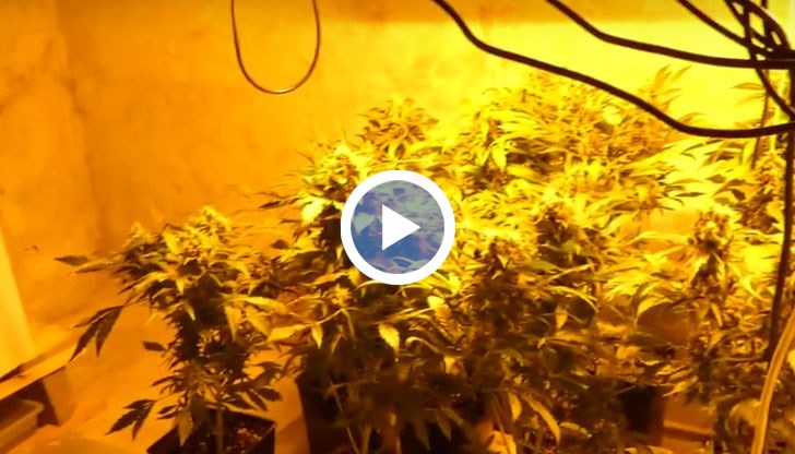 Полицията откри триетажна оранжерия за марихуана, както и 2 килограма кокаин