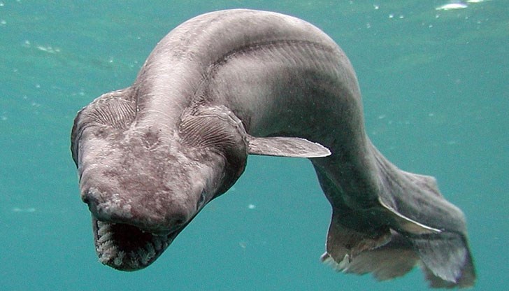 Мантиевата акула, често наричана „жив фосил“, е страховито животно, е открита край бреговете на Португалия