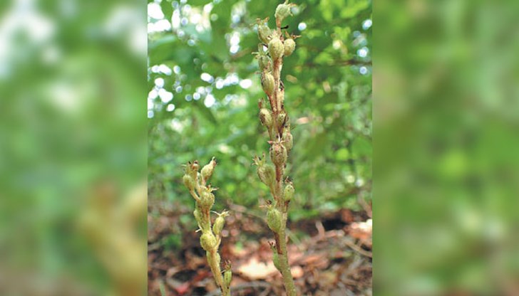 Ученият, който е открил цветето, го е нарекъл Holopogon pekinensis