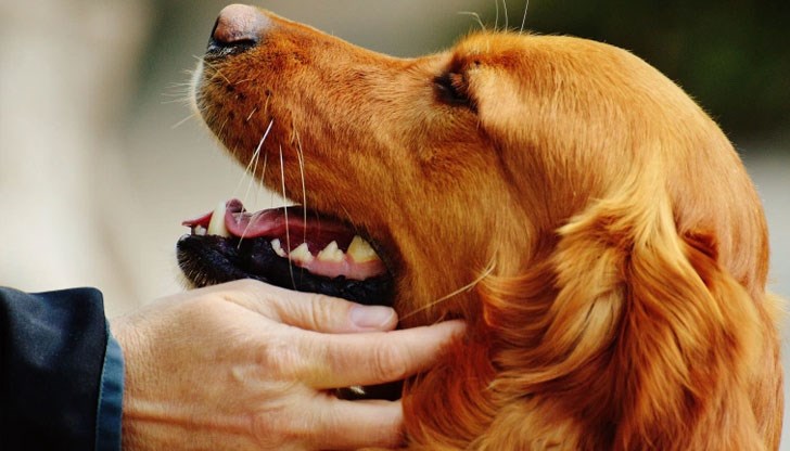 Най-полезни за здравето на възрастните хора са кучетата от ловджийските породи, като голдън ретривър, ирландски сетер, бигъл