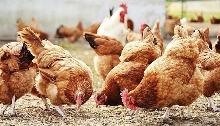 Това са превантивни мерки, заради плъзналия в Хасково птичи грип