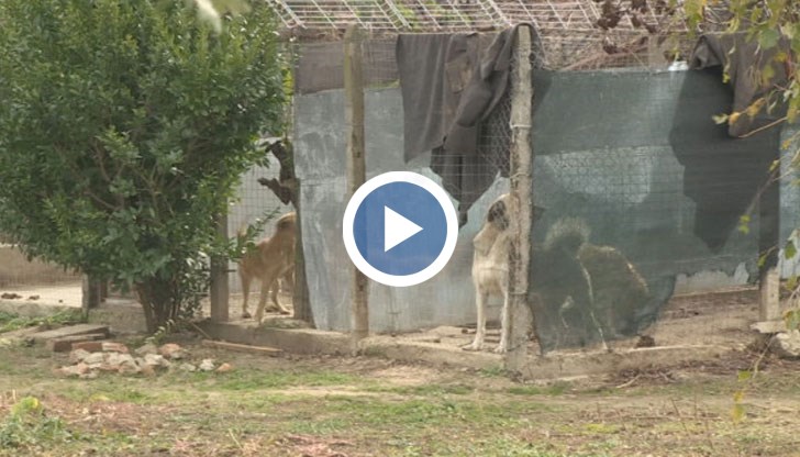 Ужас, постоянно викат, не може да си легнеш, не можеш да си починеш. Големи бесове са грамадни, споделя съседка