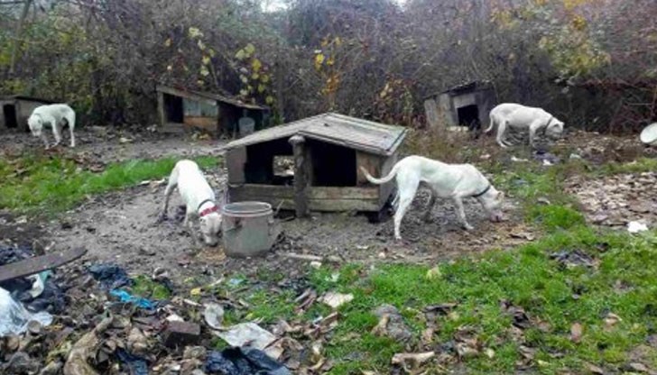 Животните са кожа и кости, с открити рани по тях, липса на каквато и да е храна и вода