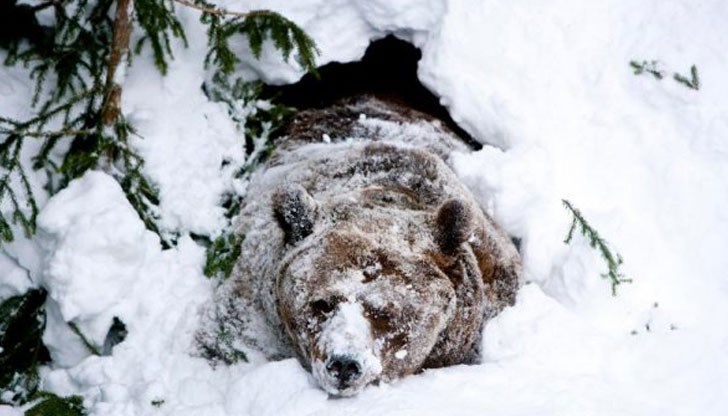 Повечето обитатели заспаха зимен сън / Снимката е илюстративна/ Повечето обитатели заспаха зимен сън / Снимката е илюстративна/