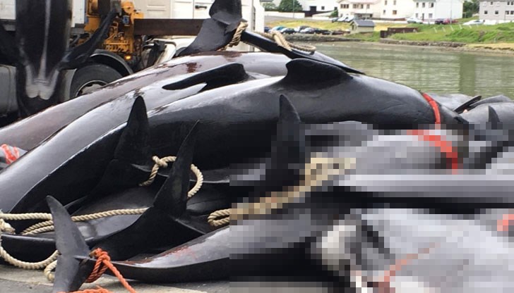 Според данни на „Сий шепърд” тази година обичаят е бил особено кървав – местните са убили 1203 пилотни кита и 488 делфина по време на общо 24 операции в морето