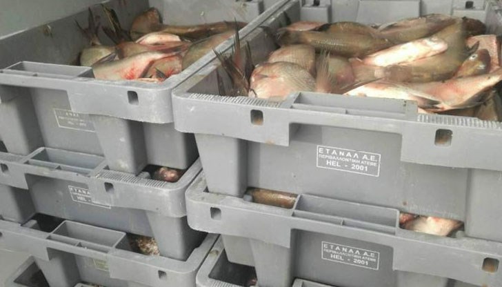 Рибата била превозвана с товарен автомобил с хасковска регистрация