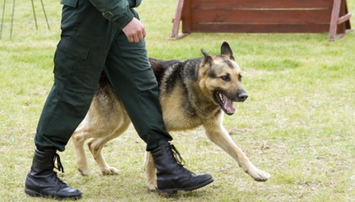 Те трябва да бъдат от породите белгийска и немска овчарка Те трябва да бъдат от породите белгийска и немска овчарка