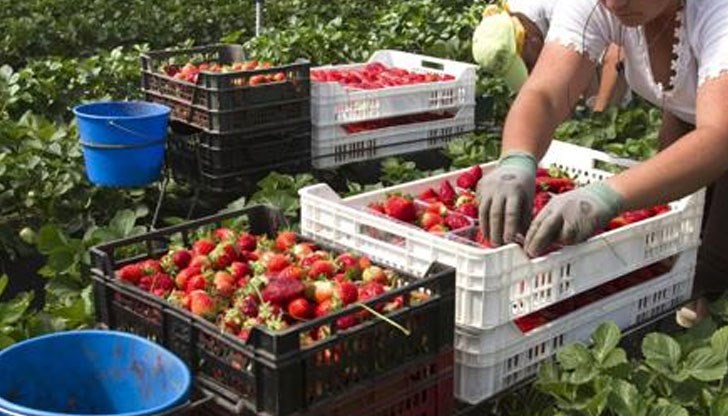 Срокът за кандидатстване е до 5 януари Срокът за кандидатстване е до 5 януари