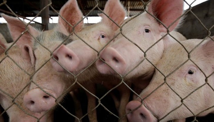 Според БАБХ предлаганите на пазара храни от животински произход са безопасни